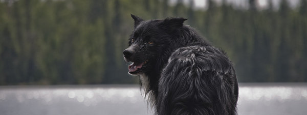 Hallado un gen que explicaría la domesticación del lobo y la aparición del perro